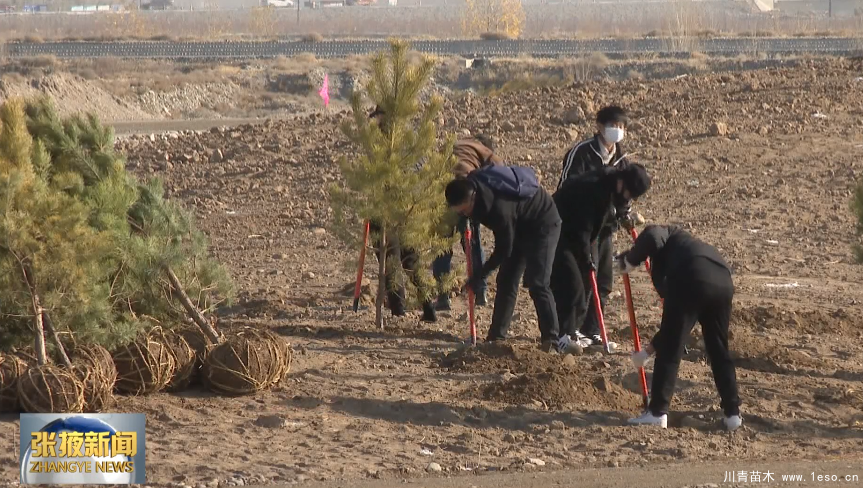 甘州區(qū)“一園三帶”冬季造林綠化苗木活動拉開帷幕