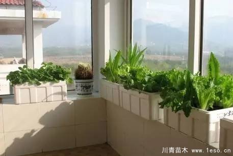 教你治陽(yáng)臺(tái)花園飛蟲(chóng)這十招就可以搞定咯！