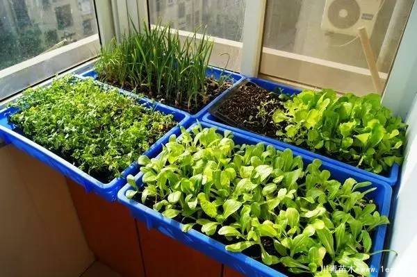 教你治陽(yáng)臺(tái)花園飛蟲(chóng)這十招就可以搞定咯！