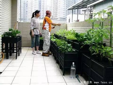 教你治陽(yáng)臺(tái)花園飛蟲(chóng)這十招就可以搞定咯！