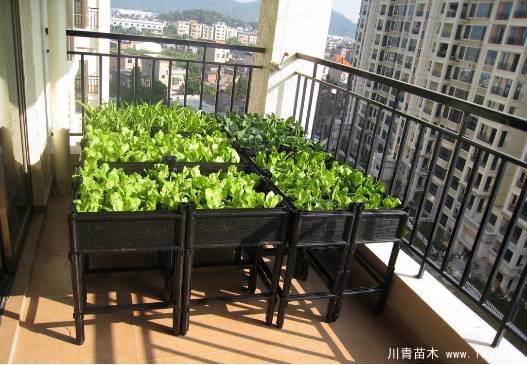 教你治陽(yáng)臺(tái)花園飛蟲(chóng)這十招就可以搞定咯！