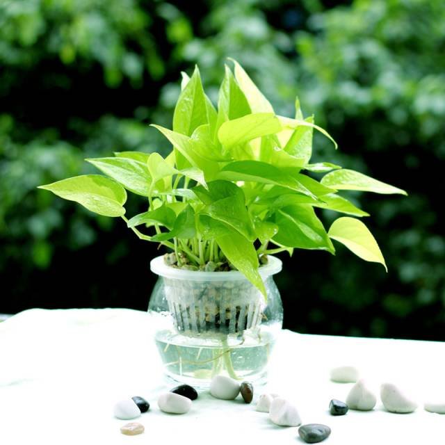 水培植物美與懶