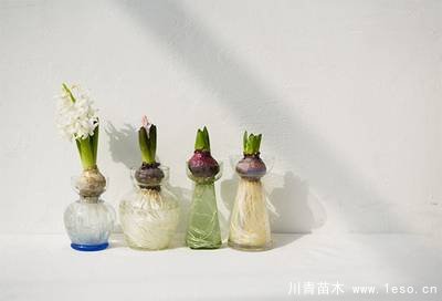 水培植物美與懶