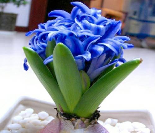 水培植物美與懶