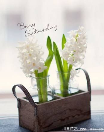 水培植物美與懶