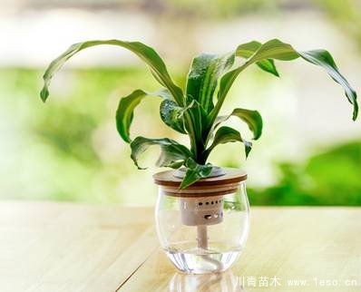 水培植物美與懶