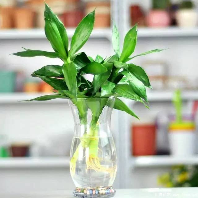 水培植物美與懶