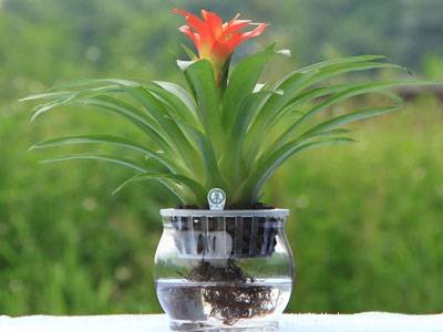 水培植物美與懶