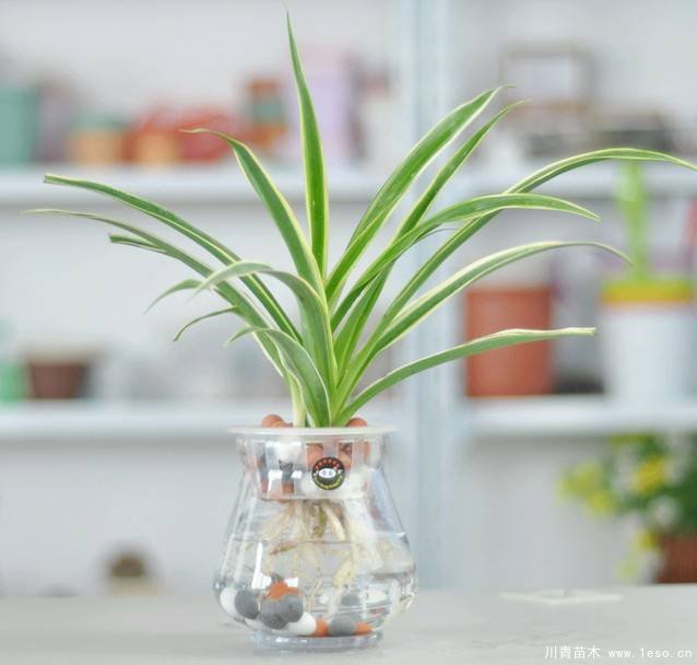 水培植物美與懶