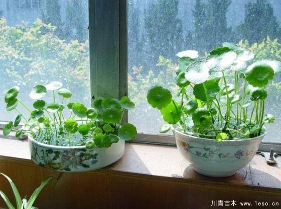 水培植物美與懶