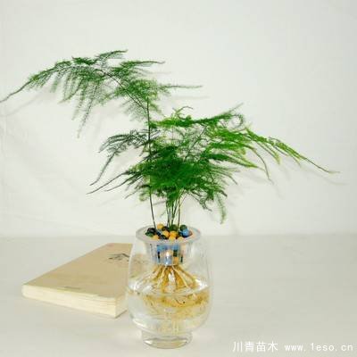 水培植物美與懶