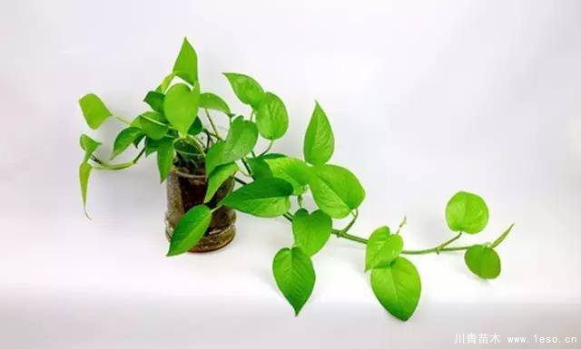 水培植物美與懶