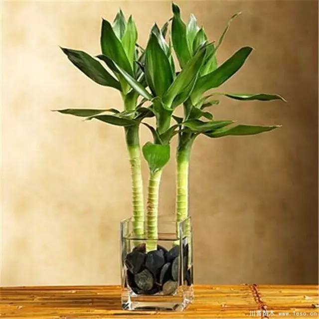 水培植物美與懶