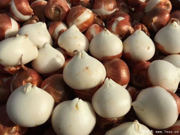 郁金香室內(nèi)水培技術(shù)「詳細(xì)教程」