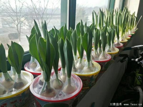 郁金香室內(nèi)水培技術(shù)「詳細(xì)教程」