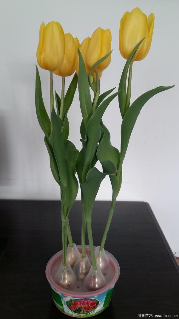 郁金香室內(nèi)水培技術(shù)「詳細(xì)教程」