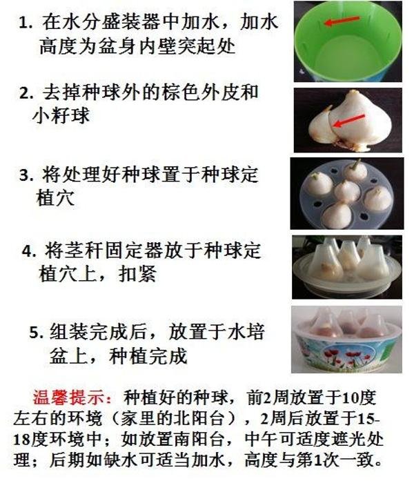 郁金香室內(nèi)水培技術(shù)「詳細(xì)教程」