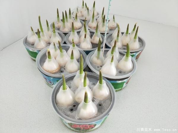 郁金香室內(nèi)水培技術(shù)「詳細(xì)教程」