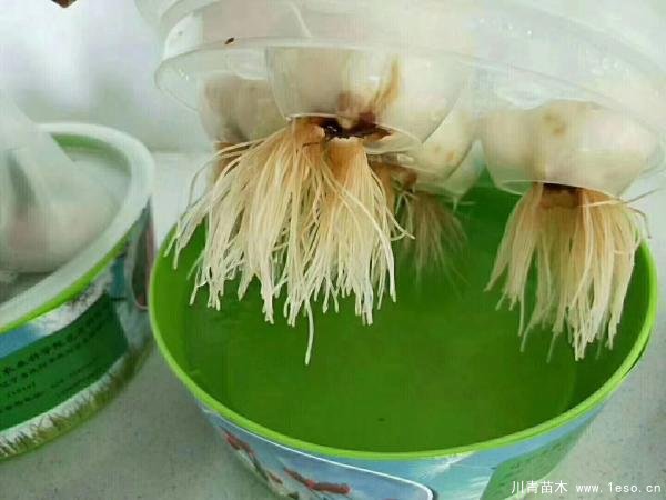 郁金香室內(nèi)水培技術(shù)「詳細(xì)教程」