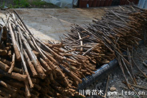 「三角梅」種植養(yǎng)護管理要點-扦插篇