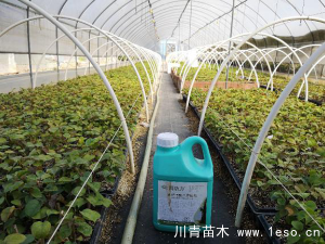 「三角梅」種植養(yǎng)護管理要點-扦插篇