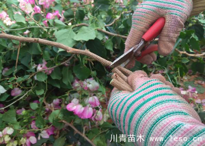 「三角梅」種植養(yǎng)護管理要點-扦插篇