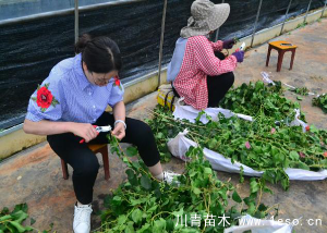 「三角梅」種植養(yǎng)護管理要點-扦插篇