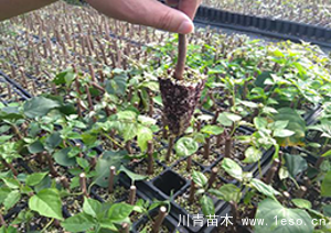 「三角梅」種植養(yǎng)護管理要點-扦插篇