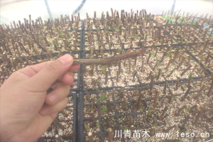 「三角梅」種植養(yǎng)護管理要點-扦插篇