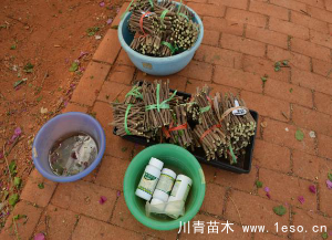 「三角梅」種植養(yǎng)護管理要點-扦插篇