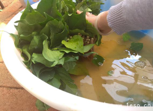 「三角梅」種植養(yǎng)護管理要點-扦插篇