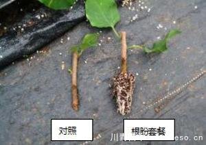 「三角梅」種植養(yǎng)護管理要點-扦插篇