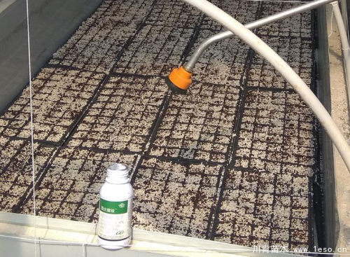 「三角梅」種植養(yǎng)護管理要點-扦插篇