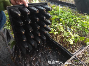 「三角梅」種植養(yǎng)護管理要點-扦插篇