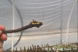 「三角梅」種植養(yǎng)護管理要點-扦插篇