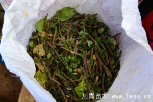 「三角梅」種植養(yǎng)護管理要點-扦插篇