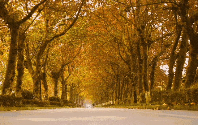 距成都1h！10余公里溫玉路梧桐大道迎最美春夏秋冬！