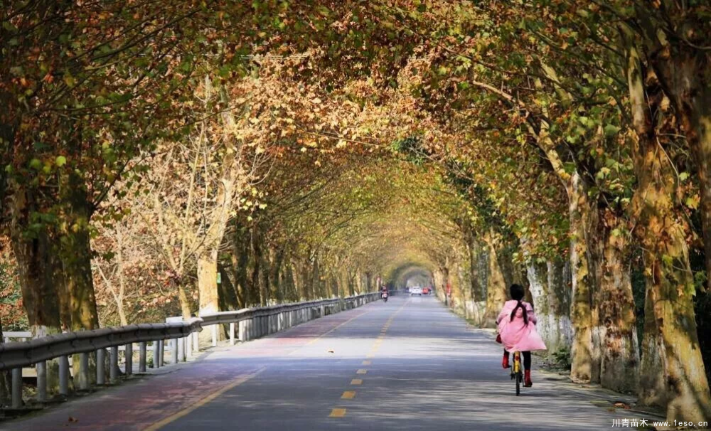 距成都1h！10余公里溫玉路梧桐大道迎最美春夏秋冬！