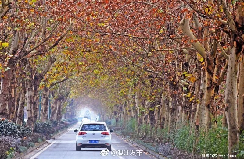 距成都1h！10余公里溫玉路梧桐大道迎最美春夏秋冬！
