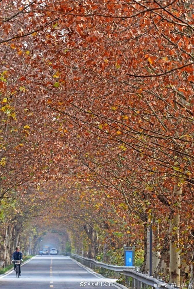 距成都1h！10余公里溫玉路梧桐大道迎最美春夏秋冬！