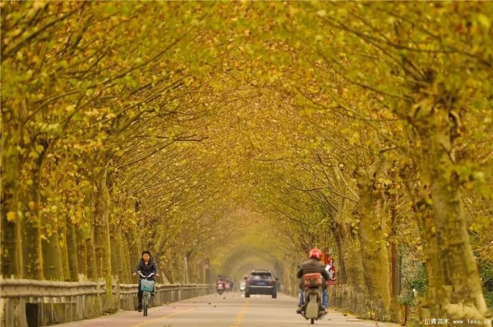 距成都1h！10余公里溫玉路梧桐大道迎最美春夏秋冬！