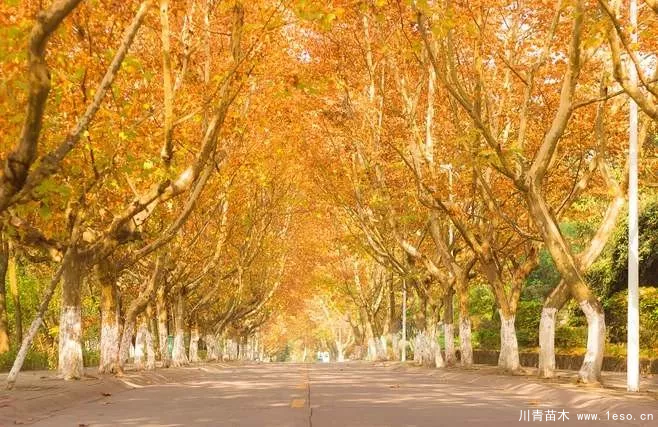 距成都1h！10余公里溫玉路梧桐大道迎最美春夏秋冬！