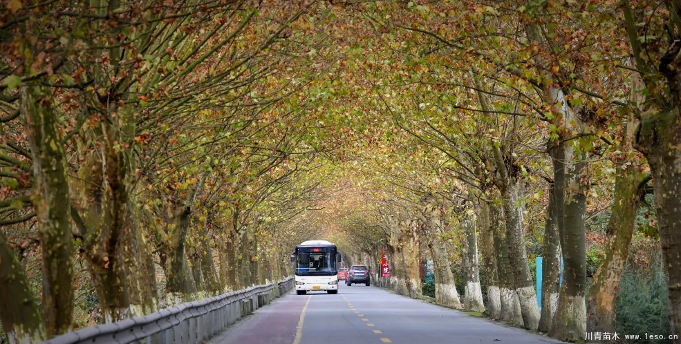 距成都1h！10余公里溫玉路梧桐大道迎最美春夏秋冬！
