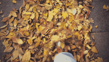 距成都1h！10余公里溫玉路梧桐大道迎最美春夏秋冬！