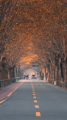 距成都1h！10余公里溫玉路梧桐大道迎最美春夏秋冬！