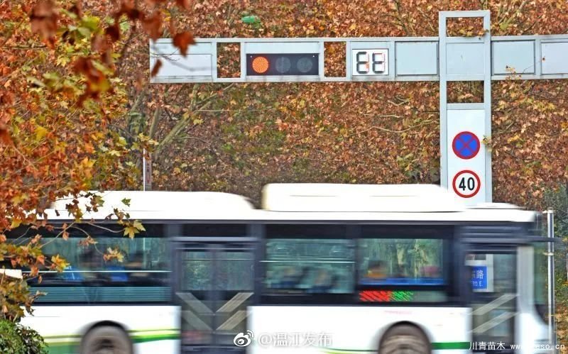 距成都1h！10余公里溫玉路梧桐大道迎最美春夏秋冬！