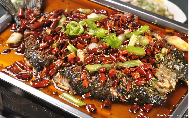 距成都1h！10余公里溫玉路梧桐大道迎最美春夏秋冬！