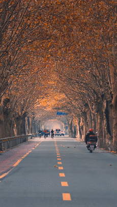 距成都1h！10余公里溫玉路梧桐大道迎最美春夏秋冬！