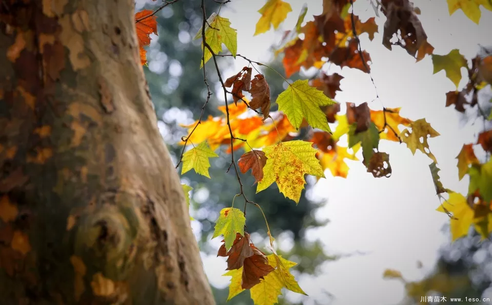 距成都1h！10余公里溫玉路梧桐大道迎最美春夏秋冬！