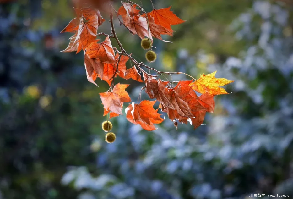 距成都1h！10余公里溫玉路梧桐大道迎最美春夏秋冬！